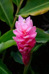 Pink ginger flower found on Big Island Hawaii