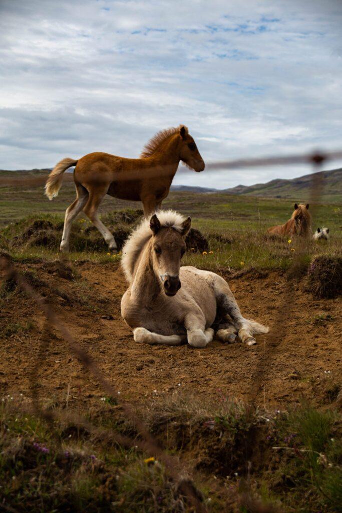 wild horses